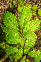 Macro photo of green leaves