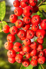 Macro photo of orange berries
