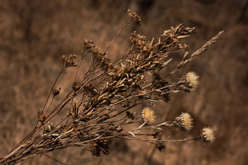 A brown bouquet of dried last year's stems of plants and flower inflorescences on a blurred brown background.