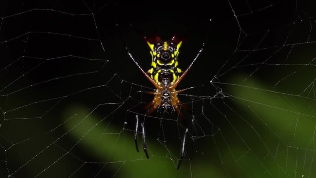 Spiny Orb Weaver (Micrathena sp.) with  a flying ant trapped in its web. In the rainforest understory at night in the Ecuadorian Amazon.