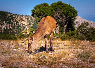 Young deer in natural environment 
