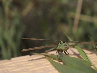 Dragonfly green on green grass.