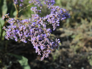 Obraz premium Flowers lilac shallow steppe.