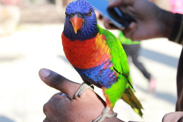 Oiseau multicolor à bec orange posé sur la main d'un homme au Parc des oiseaux à Villars les Dombes