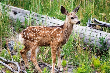 cerbiatto, bambi americano