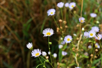 Kwiaty polne © Agnieszka