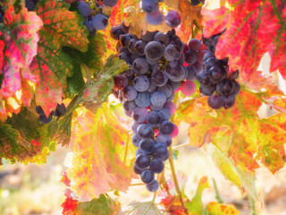 Bunch of ripe blue grapes with color autumn leaves, natural agricultural sunny background of...