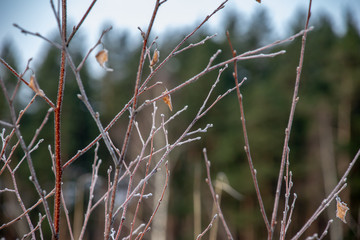 frozen vegetation in winter on blur background