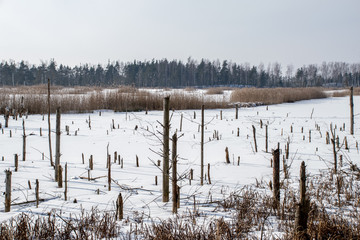 frozen lake shore in winter