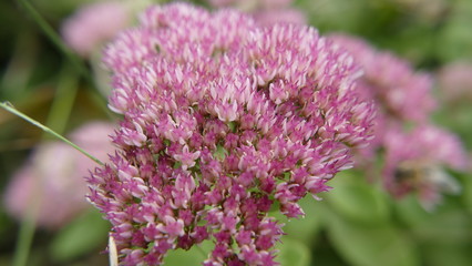 Pink flower in garden