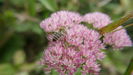 Bee on pink flower