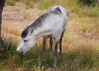 Obraz na płótnie Canvas Horse in a meadow