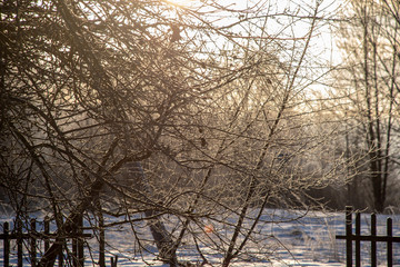 frozen vegetation in winter on blur background