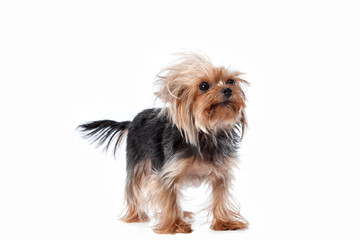 Yorkshire terrier looking at the camera in a head shot, against a white studio background