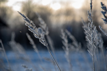 frozen vegetation in winter on blur background