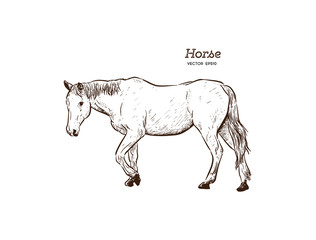 Horse, Hand draw sketch vector.