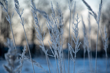 frozen vegetation in winter on blur background