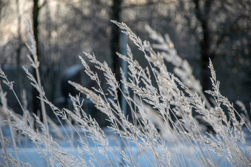frozen vegetation in winter on blur background
