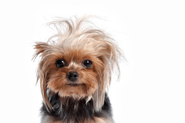 Yorkshire terrier mini - a head shot, against a white studio background