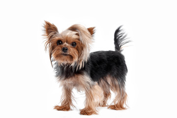 Yorkshire terrier looking at the camera in a head shot, against a white studio background