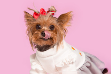 Yorkshire terrier mini - a head shot, against a pink studio background