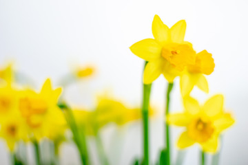 Fototapeta premium doffodil flowers on a white background