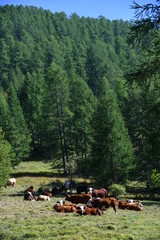 Fototapeta na wymiar Vaches en pâturage alpestre