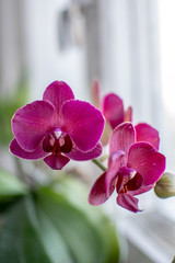 red flowers on the window in a room