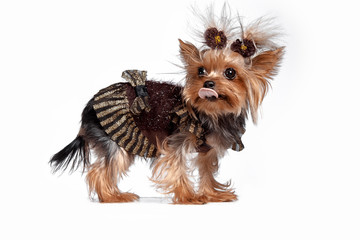 Yorkshire terrier mini - a head shot, against a white studio background