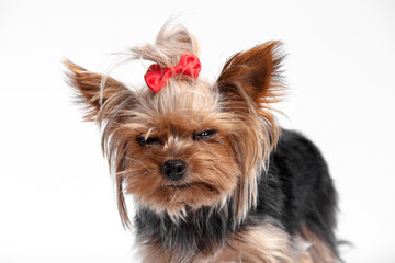 Yorkshire terrier mini - a head shot, against a white studio background