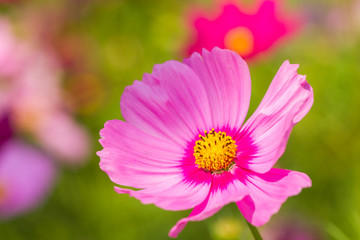 Obraz premium Pink flowers with bokeh background
