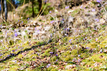liverleaf flowers, Hepatica nobilis, in spring forest bed