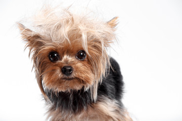 Yorkshire terrier looking at the camera in a head shot, against a white studio background