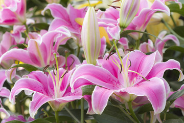 Pink lily flowers closeup