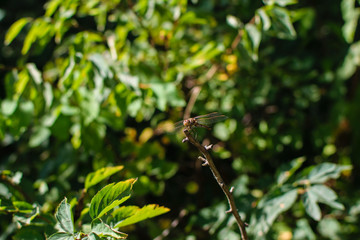 Dragonfly on leaf