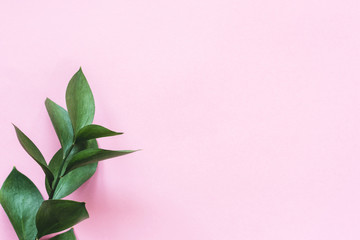 Fototapeta na wymiar Eucalyptus branch on pink background with copy space for text. Trendy feminine design background, workspace