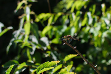 Dragonfly on leaf