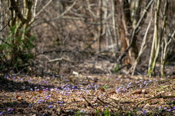 liverleaf flowers, Hepatica nobilis, in spring forest bed