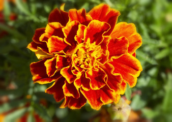 Very bright red-orange flower bud close-up.