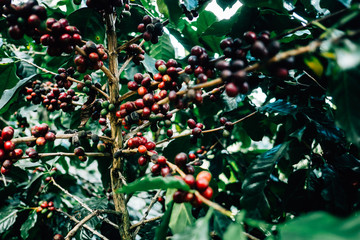 Arabicas Coffee Tree on Coffee tree at Doi Chaang in Thailand, Coffee bean Single origin words...