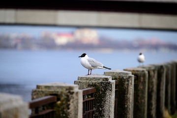 Obraz premium seagull sitting on the rails of bridge