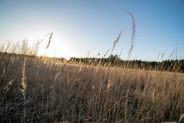 Obraz premium bents in sunset by the lake