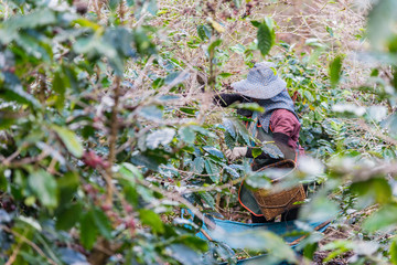 Farmers are collecting coffee beans  Arabicas Coffee bean on Coffee tree at Doi Chaang in Thailand