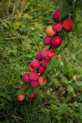 Unusual bright pink and red slightly moist plums on a curved branch against a green background.
