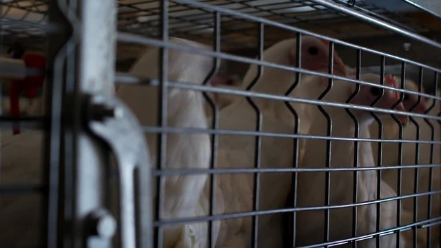 Breeding broiler chickens and chickens, broiler chickens sit behind bars in the hut, poultry house, chicken farm