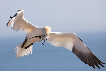 Northern gannet transporting material for the nest