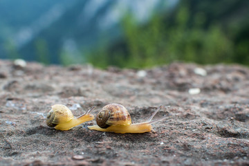 Carrera de caracoles