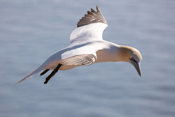 An adult northern gannet is 87–100 cm long and has a 170–180 cm wingspan