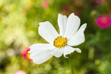 White flowers with bokeh background
