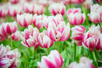 Obraz premium Beautiful bouquet of tulips in the garden ,nature background.